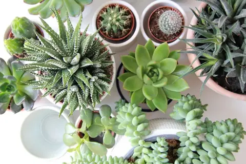 Maintain Your Home’s ‘Chi’: Feng Shui Plants You Should Avoid