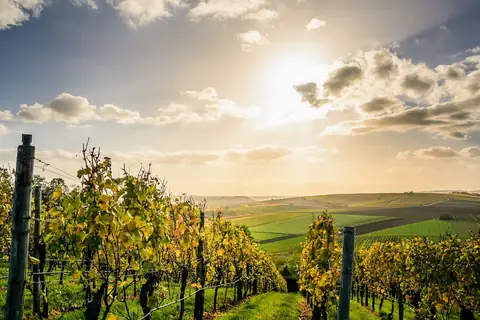 The Best Vineyards in the UK for True Wine Lovers